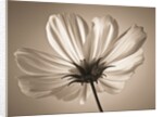 Cosmos flower by Assaf Frank